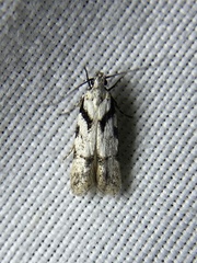 Pseudotelphusa palliderosacella