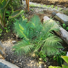 Cycas circinalis