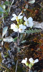 Angiospermae