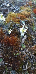 Angiospermae