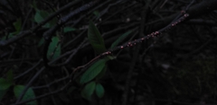 Nectria cinnabarina