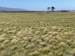 Deschampsia cespitosa holciformis