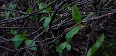 Nectria cinnabarina