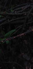 Nectria cinnabarina