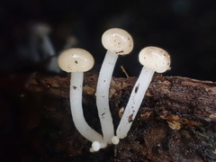 Vibrissea dura
