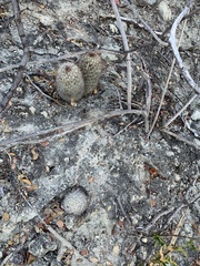 Mammillaria schumannii