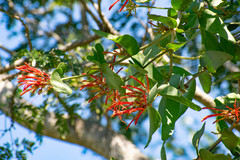 Psittacanthus cordatus