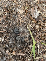 Canthon pilularius