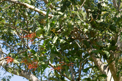 Psittacanthus cordatus