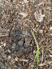Canthon pilularius