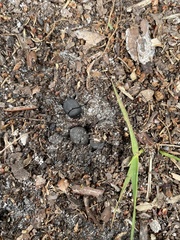 Canthon pilularius