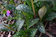 Pulmonaria officinalis