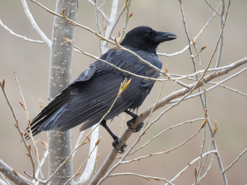 Common Raven photographed in New York