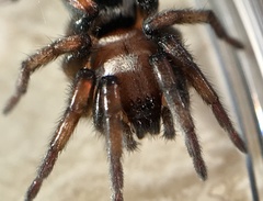 Sergiolus montanus