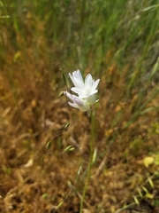 Dipterostemon capitatus capitatus