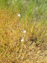 Dipterostemon capitatus capitatus