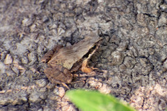 Physalaemus albonotatus