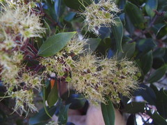 Metrosideros bartlettii