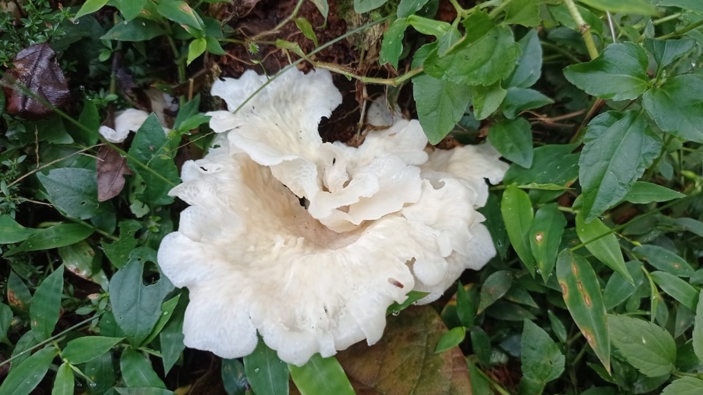Favolus brasiliensis · April 2021 · photo: © criscolodel (iNaturalist, cc-by)