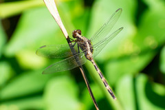 Erythemis plebeja