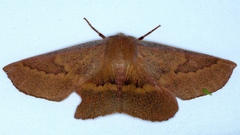 Monoctenia falernaria