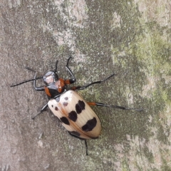 Strongylium maculicolle