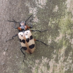 Strongylium maculicolle