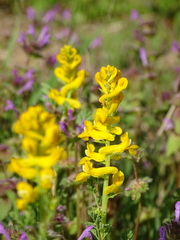 Corydalis crystallina