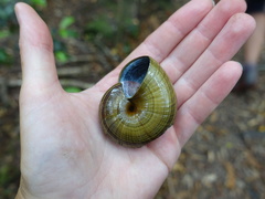 Powelliphanta