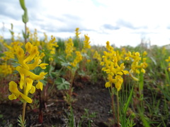 Corydalis crystallina