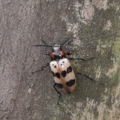 Strongylium maculicolle