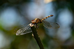 Erythemis plebeja