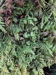 Pseudisothecium cristatum