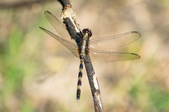 Erythemis plebeja