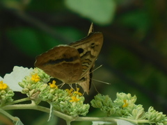 Junonia genoveva