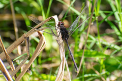 Erythemis plebeja