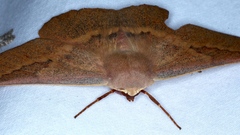 Monoctenia falernaria