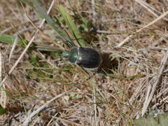 Paracotalpa