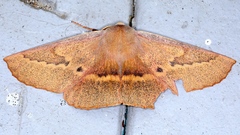 Monoctenia falernaria