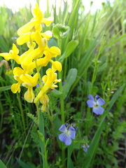 Corydalis crystallina