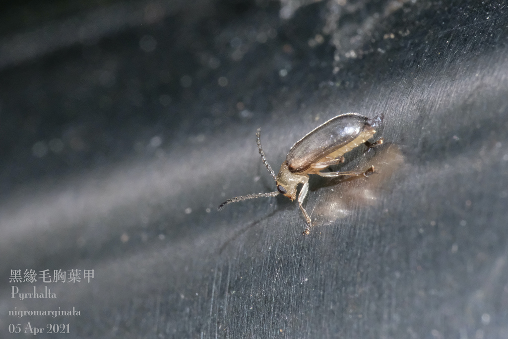 Pyrrhalta nigromarginata