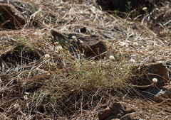 Erigeron reductus angustatus