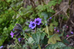 Pulmonaria officinalis