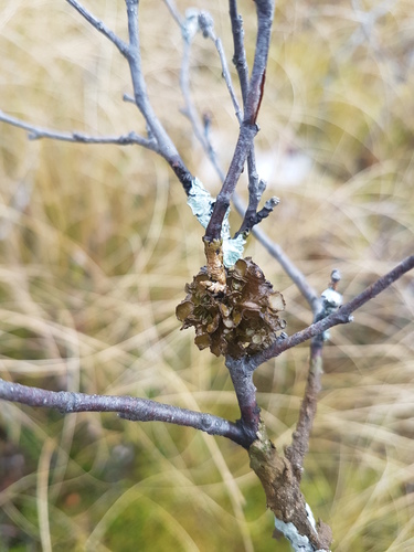 Melanohalea septentrionalis image