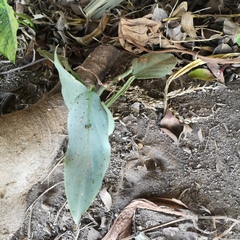 Philodendron hastatum