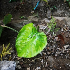 Philodendron mamei