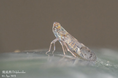 Cixioidea