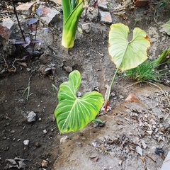 Philodendron gloriosum