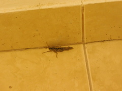 Schistocerca subspurcata