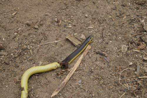 Rosebelly Earth Snake